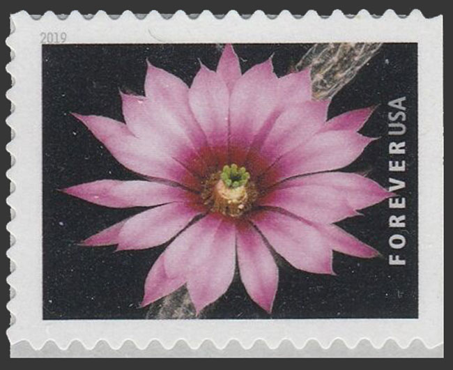 US 2019 Dahlia Hedgehog Cactus Flowers 55c. Scott. 5353