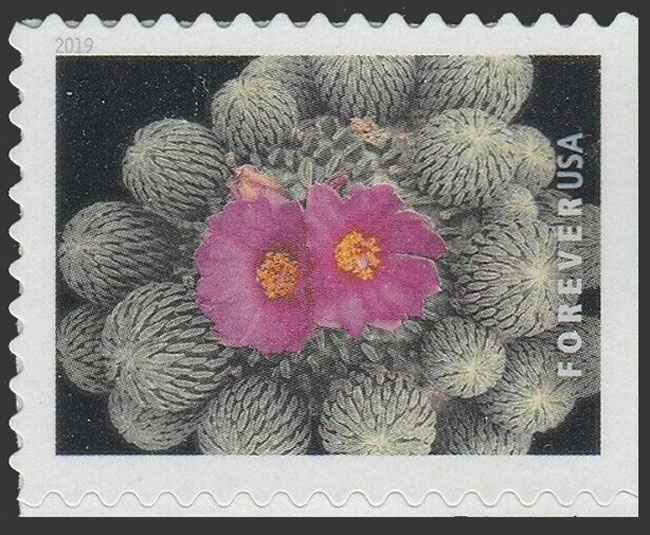 US 2019 Pelecyphora aselliformis Cactus Flowers 55c. Scott. 5355