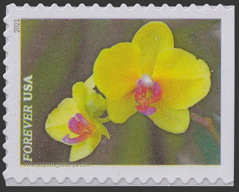 US 2021 Yellow Moth orchid : Garden Flowers 55c. Scott. 5563