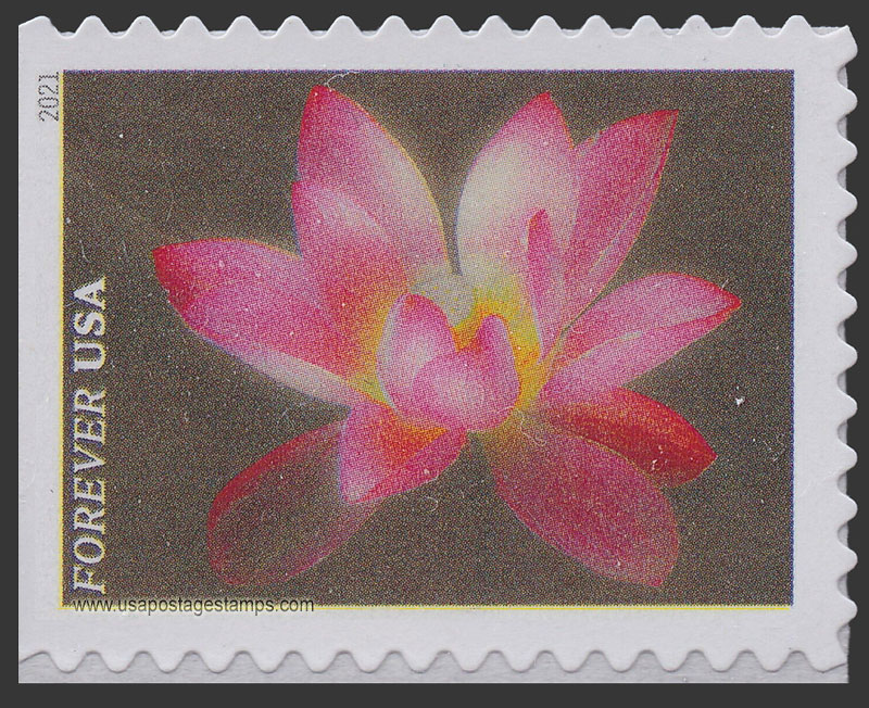 US 2021 Pink Sacred Lotus : Garden Flowers 55c. Scott. 5564