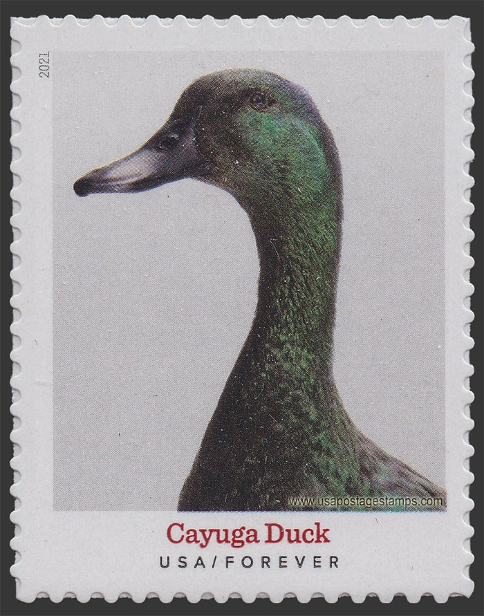 US 2021 Cayuga Duck : Heritage Breeds 55c. Scott. 5591