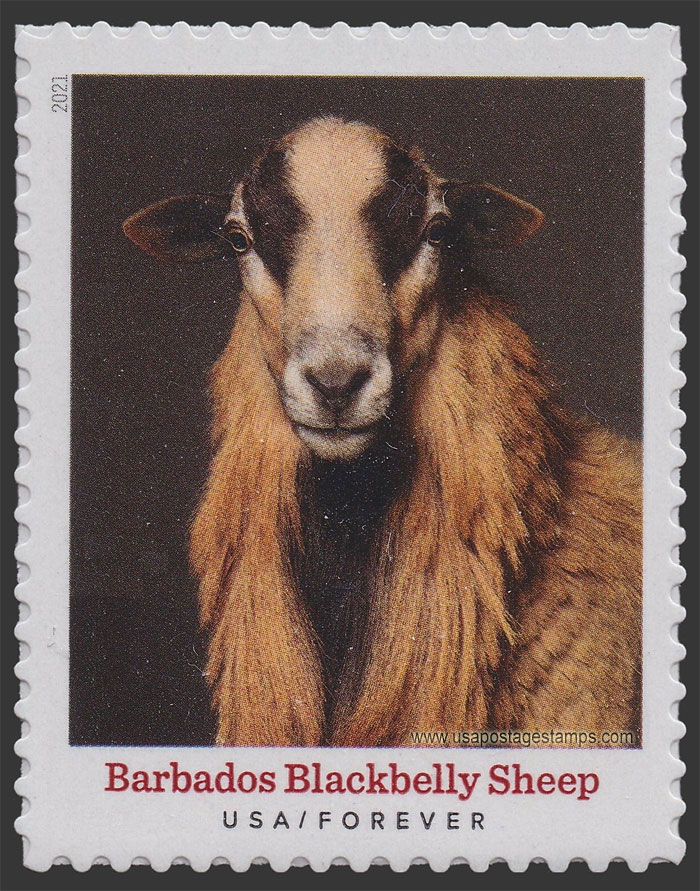 US 2021 Barbados Blackbelly Sheep : Heritage Breeds 55c. Scott. 5592