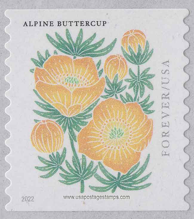 US 2022 Alpine Buttercup ; Mountain Flora Coil 58c. Scott. 5673