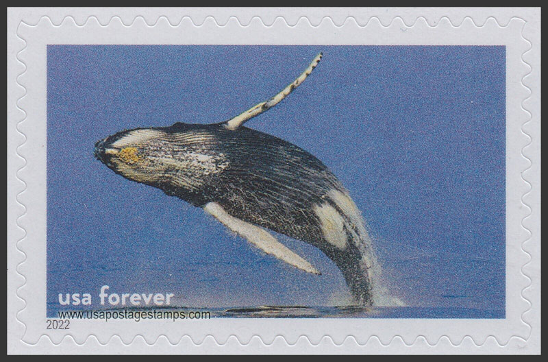 US 2022 Humpback Whale, Stellwagen Bank Nat Marine Sanctuary 60c. Scott. 5713c