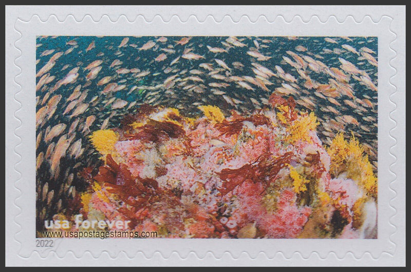 US 2022 Young Rockfish Exploring Reef, Cordell Bank Nat Marine Sanctuary 60c. Scott. 5713k
