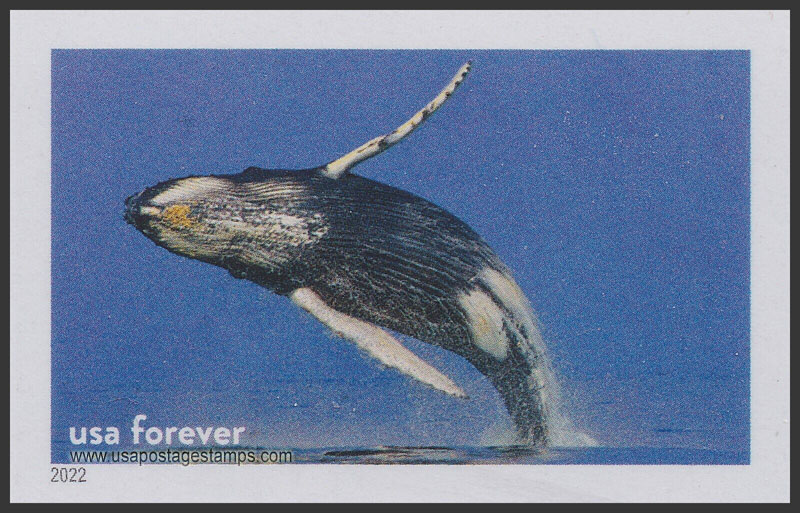 US 2022 Humpback Whale, Stellwagen Bank Nat Marine Sanctuary, Imperf. 60c. Scott. 5713qc