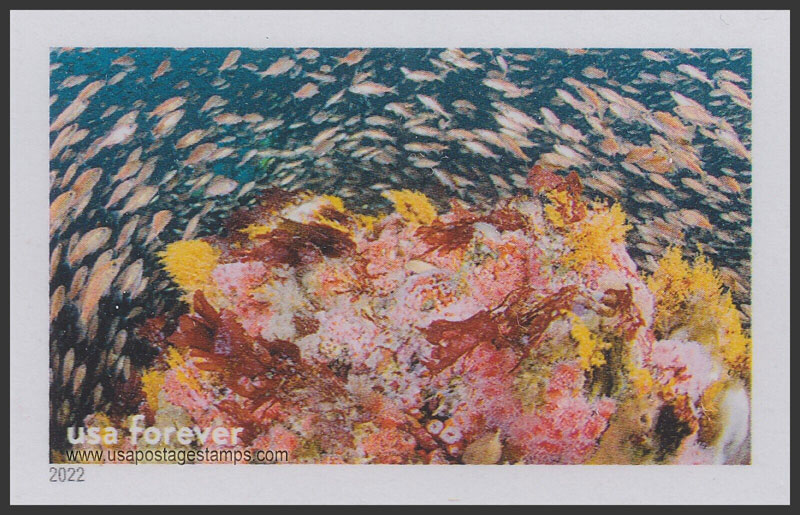 US 2022 Young Rockfish Exploring Reef, Cordell Bank Nat Marine Sanctuary, Imperf. 60c. Scott. 5713qk