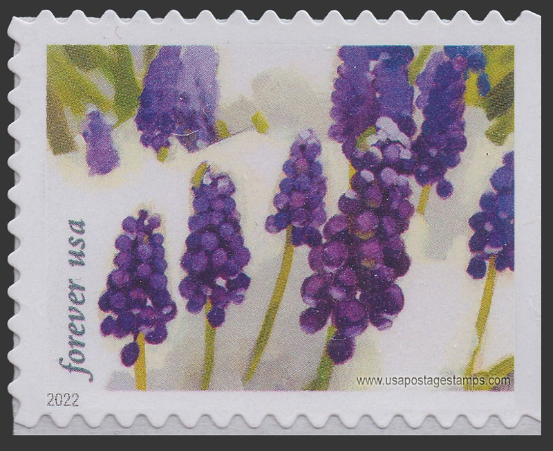 US 2022 Grape hyacinth : Snowy Beauty 60c. Scott. 5734