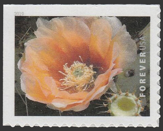 US 2019 Texas Prickly-Pear ; Cactus Flowers 55c. Scott. 5350