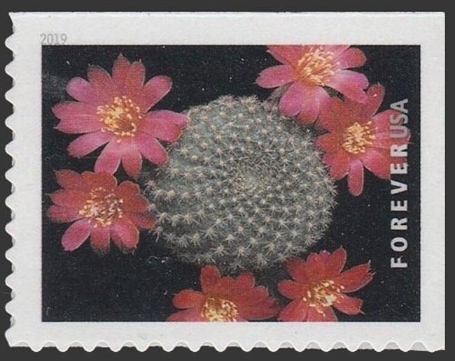 US 2019 Rebutia minuscula ; Cactus Flowers 55c. Scott. 5351