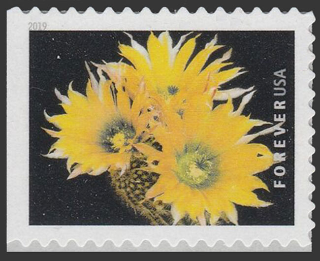 US 2019 Spiny Hedgehog Cactus Flowers 55c. Scott. 5352