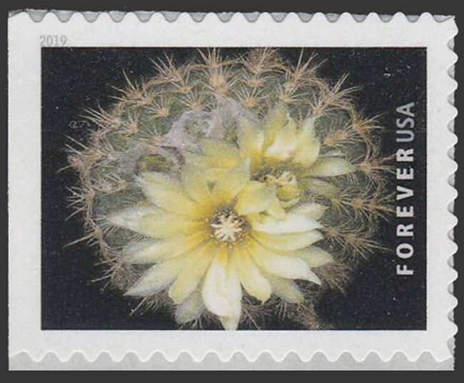 US 2019 Parodia microsperma Cactus Flowers 55c. Scott. 5356
