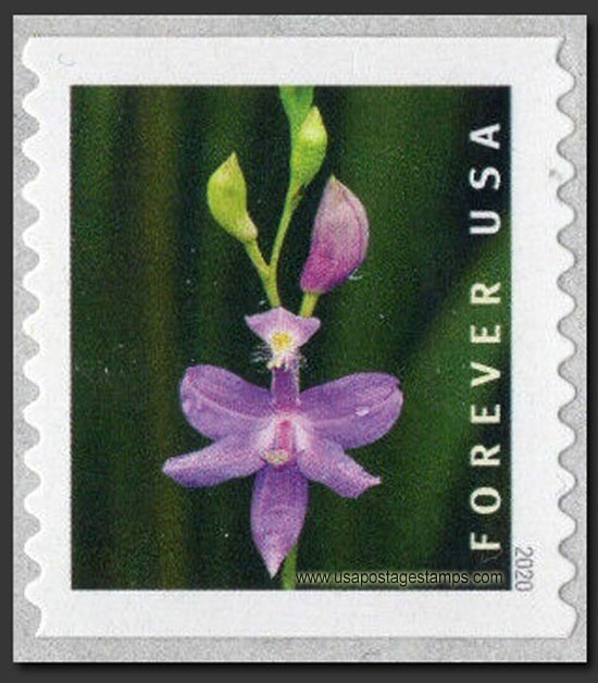 US 2020 Grass Pink Orchid ; Coil 55c. Scott. 5437