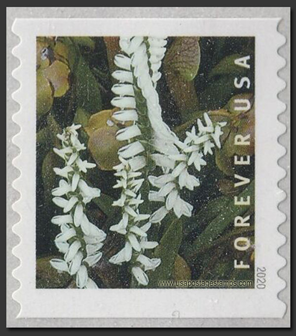 US 2020 Marsh Lady's Tresses Orchid ; Coil 55c. Scott. 5438