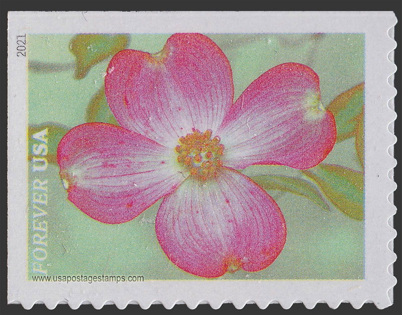 US 2021 Pink Dogwood : Garden Flowers 55c. Scott. 5558