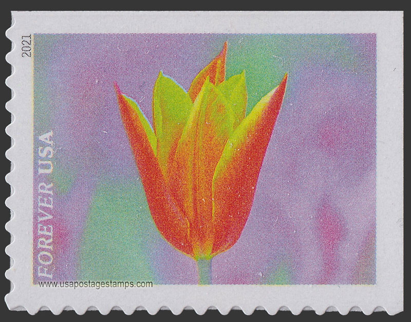 US 2021 Orange-Yellow Tulip : Garden Flowers 55c. Scott. 5559