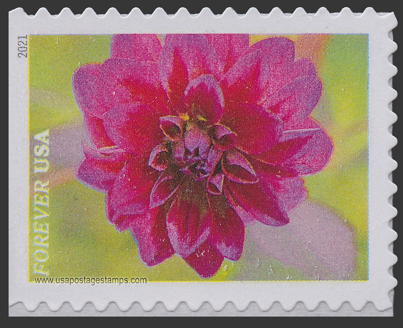 US 2021 Dahlia : Garden Flowers 55c. Scott. 5562