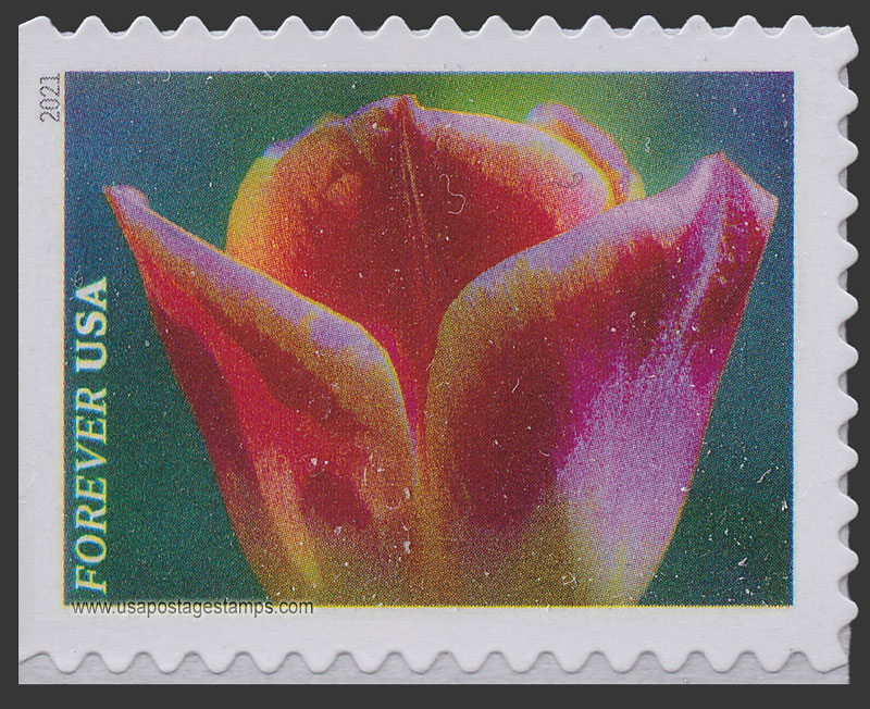 US 2021 Pink and white tulip : Garden Flowers 55c. Scott. 5566