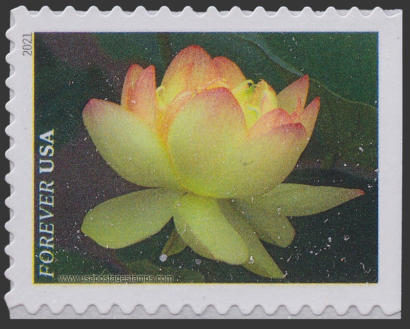 US 2021 Yellow American Lotus : Garden Flowers 55c. Scott. 5567
