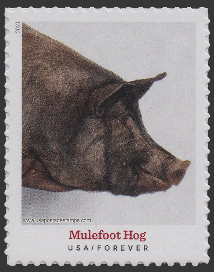 US 2021 Mulefoot Hog : Heritage Breeds 55c. Scott. 5583