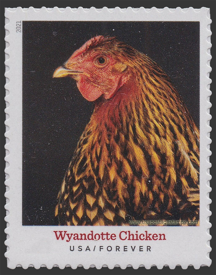 US 2021 Wyandotte Chicken : Heritage Breeds 55c. Scott. 5584