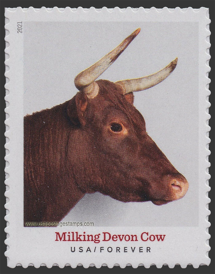 US 2021 Milking Devon Cow : Heritage Breeds 55c. Scott. 5585