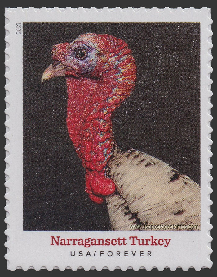 US 2021 Narragansett Turkey : Heritage Breeds 55c. Scott. 5586
