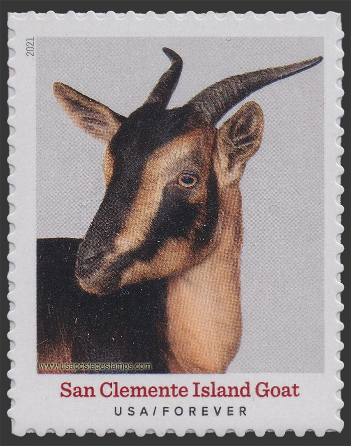 US 2021 San Clemente Island Goat : Heritage Breeds 55c. Scott. 5589